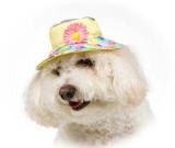 Daisy Mae 'Special' Hat