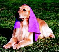 Cool 'N Dry Pet Towel 27 x 17 Inches.